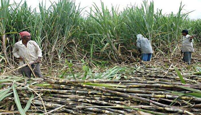 Centre likely to announce bailout package of Rs 7,000 crore for sugarcane farmers