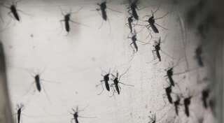 USD 122m needed for global response to Zika: WHO
