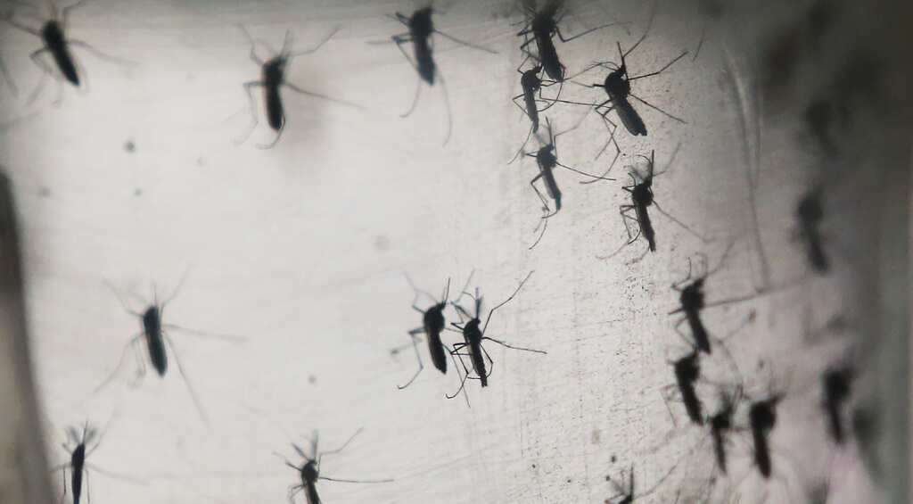 $122 million needed for global response to Zika : WHO