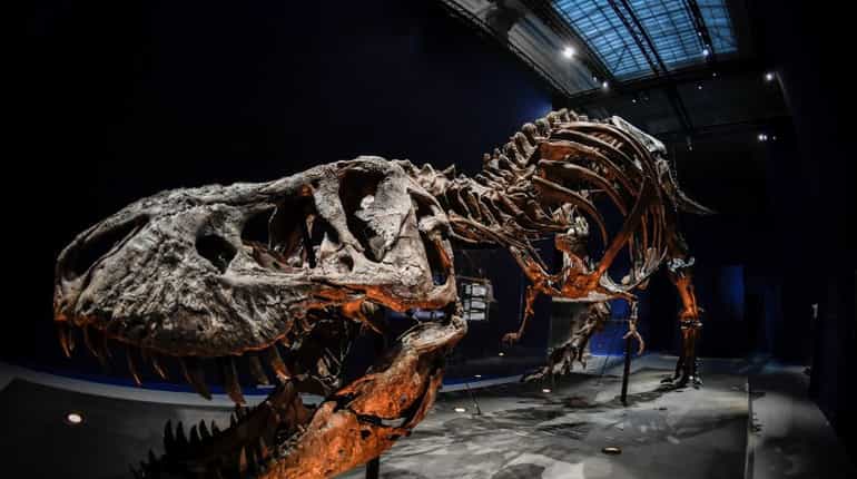T Rex viewed at the Botanical garden gallery