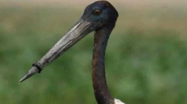 Watch: After nearly 5 days of ordeal, stork with plastic ring around beak gets rescued Watch: After nearly 5 days of ordeal, stork with plastic ring around beak gets rescued
