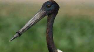 Watch: After nearly 5 days of ordeal, stork with plastic ring around beak gets rescued