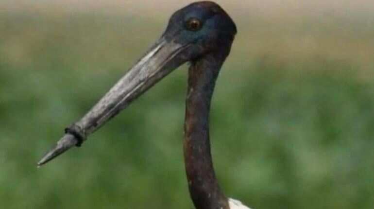 Watch: After nearly 5 days of ordeal, stork with plastic ring around beak gets rescued