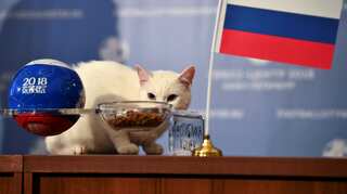 Russia vs Saudi Arabia: Cat Achilles predicts winner of opener match