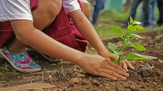 Plants help reduce toxic mercury from environment, says study