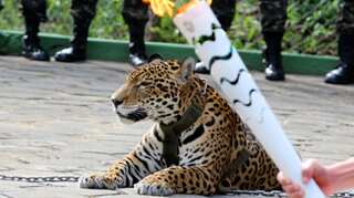Jaguar photographed in Olympic torch event shot dead in Brazil