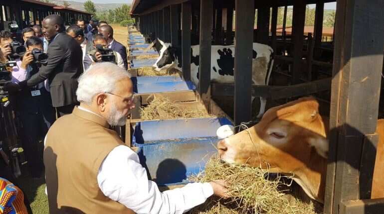 Modi in Africa: PM reaches Uganda, leaves behind gift of 200 cows in Rwanda Modi in Africa: PM reaches Uganda, leaves behind gift of 200 cows in Rwanda
