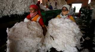 India's cotton exports could hit four-year high on price rally, weak rupee