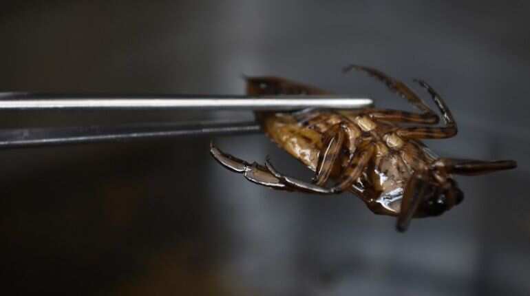 Global warming will make insects hungrier, eating up key crops: Study