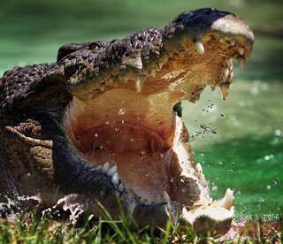 'Swamp King' croc identified in Australia