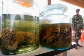 Wildlife trafficking at Thai Tiger Temple: 22 including three Buddhist monks charged