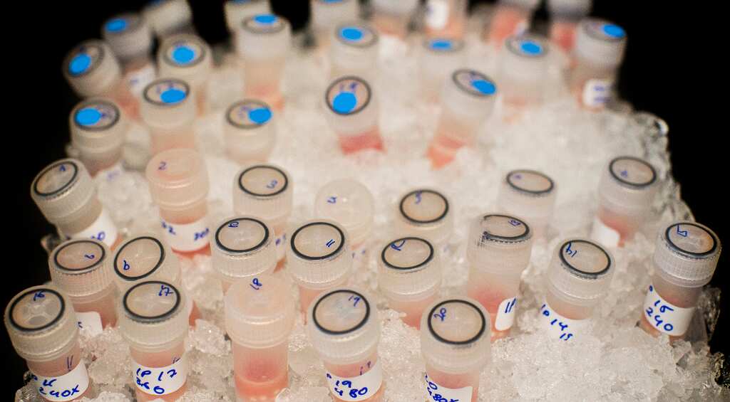 Scientists identify 11 sub-types in acute leukaemia gene study