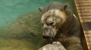 Human flesh, hair found inside Japan bear after fatal attacks