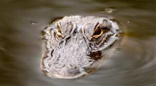 Alligator drags two-year-old into Florida lagoon