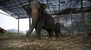 Hush Little Baby! Elephants at Thailand sanctuary fall asleep to lullabies