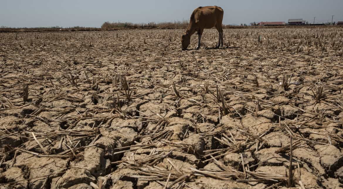 Low rainfall, water scarcity damaging paddy crop in East Vidarbha Low rainfall, water scarcity damaging paddy crop in East Vidarbha