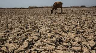 Low rainfall, water scarcity damaging paddy crop in East Vidarbha