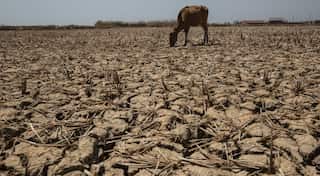 Low rainfall, water scarcity damaging paddy crop in East Vidarbha