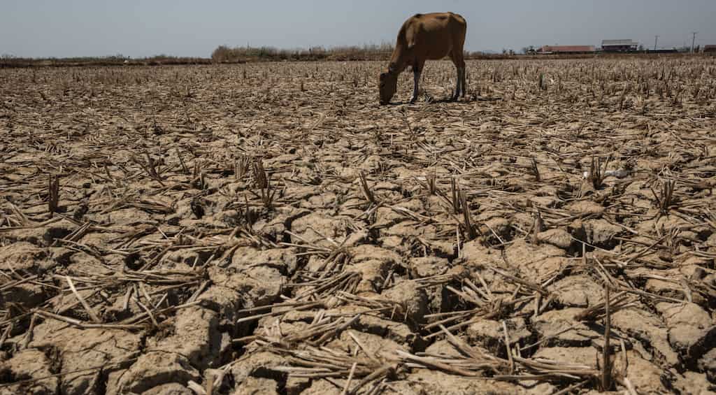 Low rainfall, water scarcity damaging paddy crop in East Vidarbha