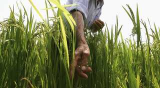 Nobel laureates urge Greenpeace to stop opposing genetically modified crops