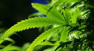 Marijuana may help treat Alzheimer's: Study