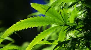 Marijuana may help treat Alzheimer's: Study