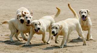 South Korea aims to overhaul its pet sector