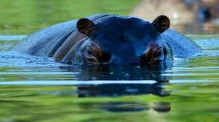 Drug lord's pet hippos roam Colombian village
