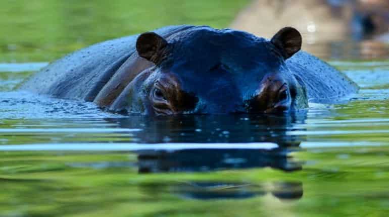 Drug lord's pet hippos roam Colombian village