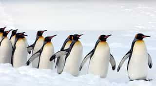 Antarctica burned with forest fires when dinosaurs roamed Earth, says study