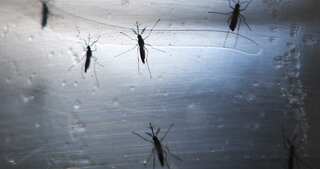Continental US records first Zika-related death