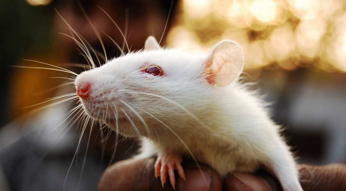 Aussie who bit off rat's head banned from owning pets for 3 years