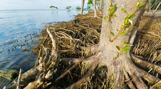 Australia: climate change blamed for dying mangrove
