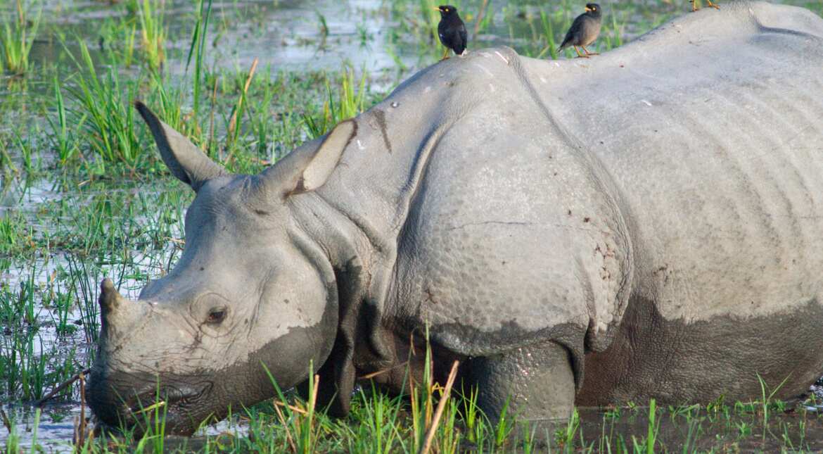 Death of so many animals is upsetting: Prince William and Kate Middleton write to Kaziranga National Park Director Death of so many animals is upsetting: Prince William and Kate Middleton write to Kaziranga National Park Director