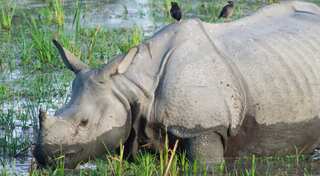 One-horned Rhino killed as poaching attempts increase amid India virus lockdown