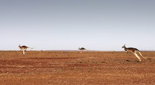 Kangaroos major cause of car accidents in Australia