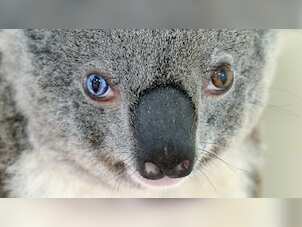 With one blue & the other brown, Bowie the koala's eyes stun Aussie vets