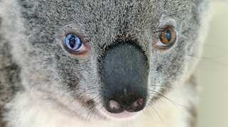 With one blue & the other brown, Bowie the koala's eyes stun Aussie vets