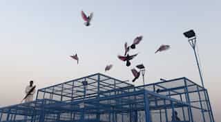 Where dreams take flight: Pakistan's pigeon racers