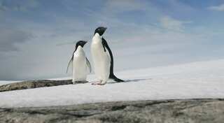 Antarctica's Ross Sea declared world's biggest marine reserve after Russia drops opposition