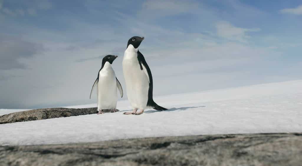 Antarctica's Ross Sea declared world's biggest marine reserve after Russia drops opposition