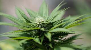 Legal marijuana in Nepal? 46 MPs put forward the demand to government