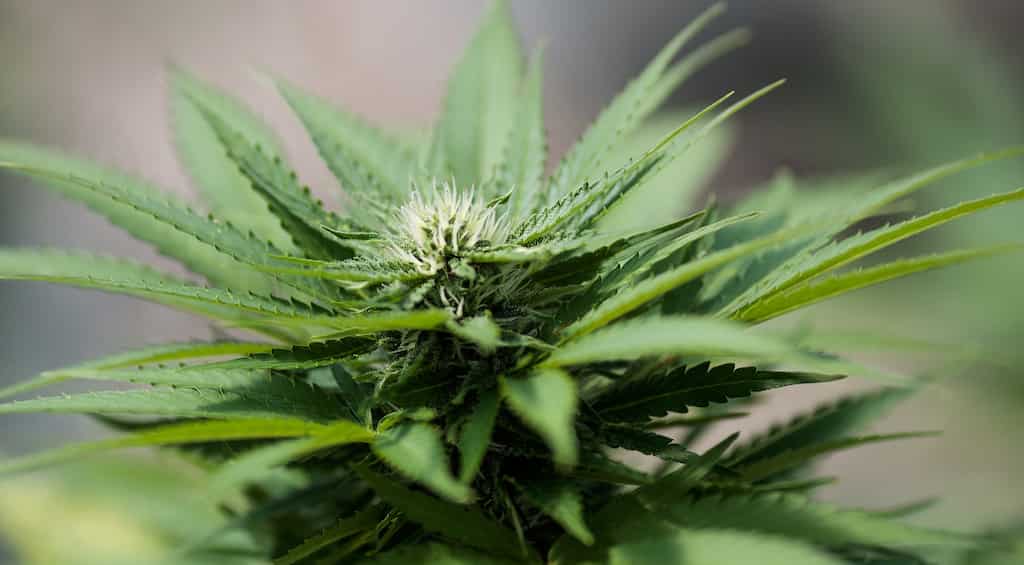 Legal marijuana in Nepal? 46 MPs put forward the demand to government