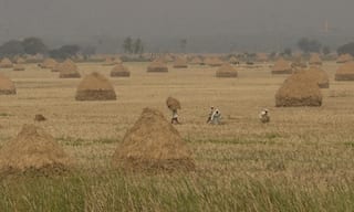 India: State governments' land pooling schemes leave farmers vulnerable