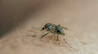'Lazy mosquitoes' mean women more likely to be infected by chikungunya: Study