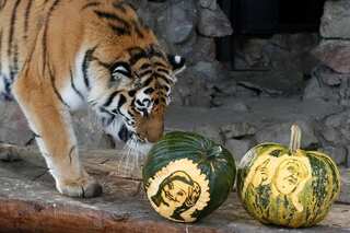 Tiger tips Clinton, bear backs Trump in Siberian zoo's mock vote