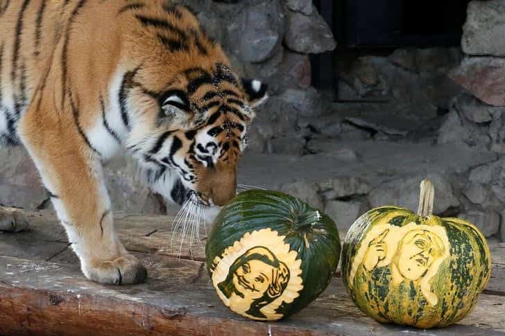 Tiger tips Clinton, bear backs Trump in Siberian zoo's mock vote