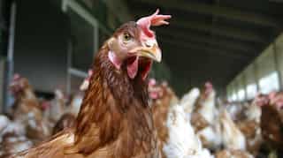 New bird flu outbreaks reported in Germany and Switzerland
