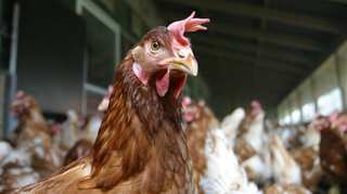 New bird flu outbreaks reported in Germany and Switzerland