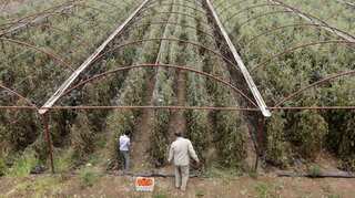 Syria crisis: Food production hits all-time low, say UN agencies